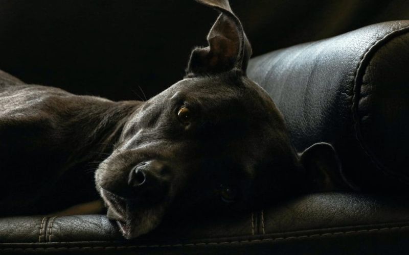 ch&oacute; bị tụt canxi nằm mệt mỏi